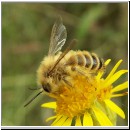 Dasypoda hirtipes - Hosenbiene nl m01 13mm bourtange-nl.jpg